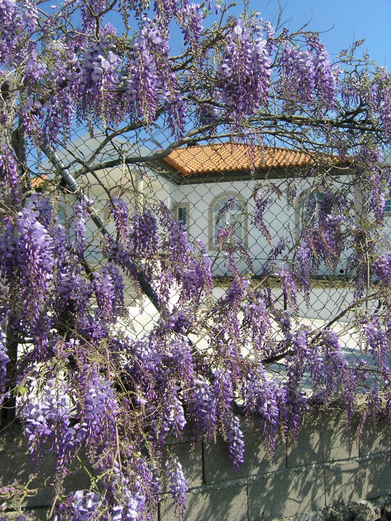 Casa de Alpajares - Guest House&Spa Freixo de Espada à Cinta Exterior foto